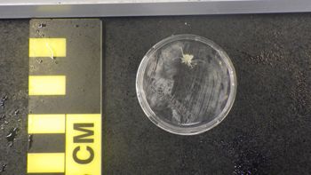 Media type: image;   Invertebrate Zoology 153116 Description: live specimen;